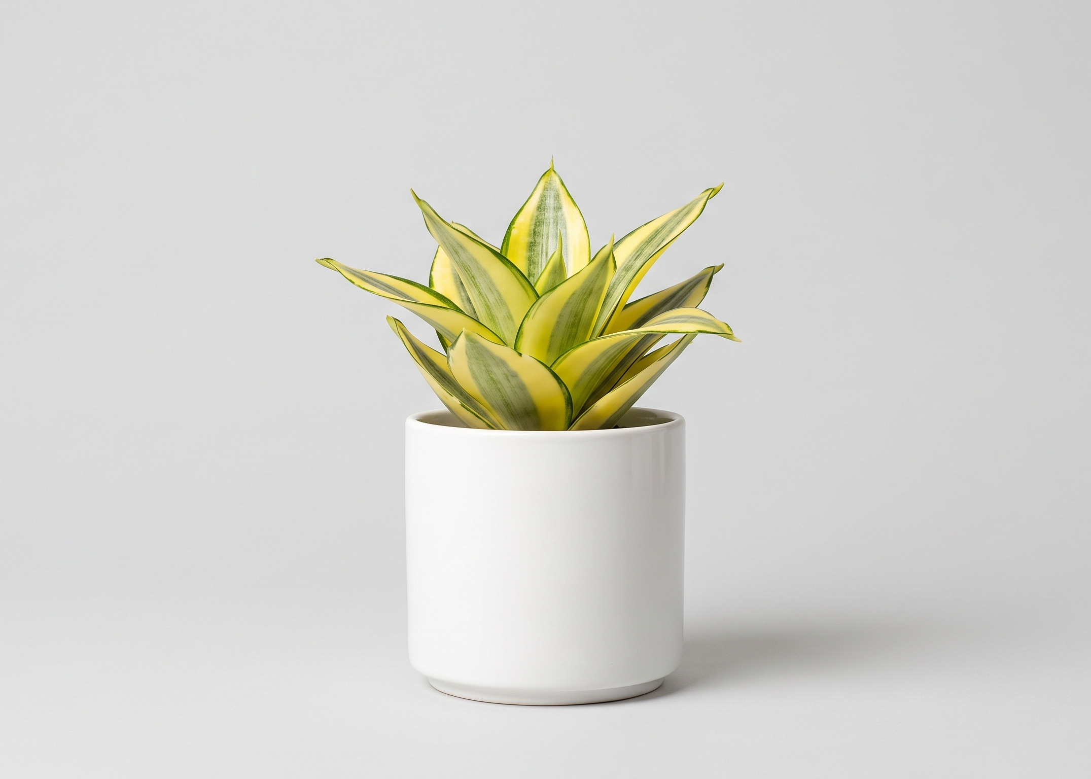 Snake Plant - Golden Hahnii