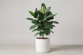 Rubber plant