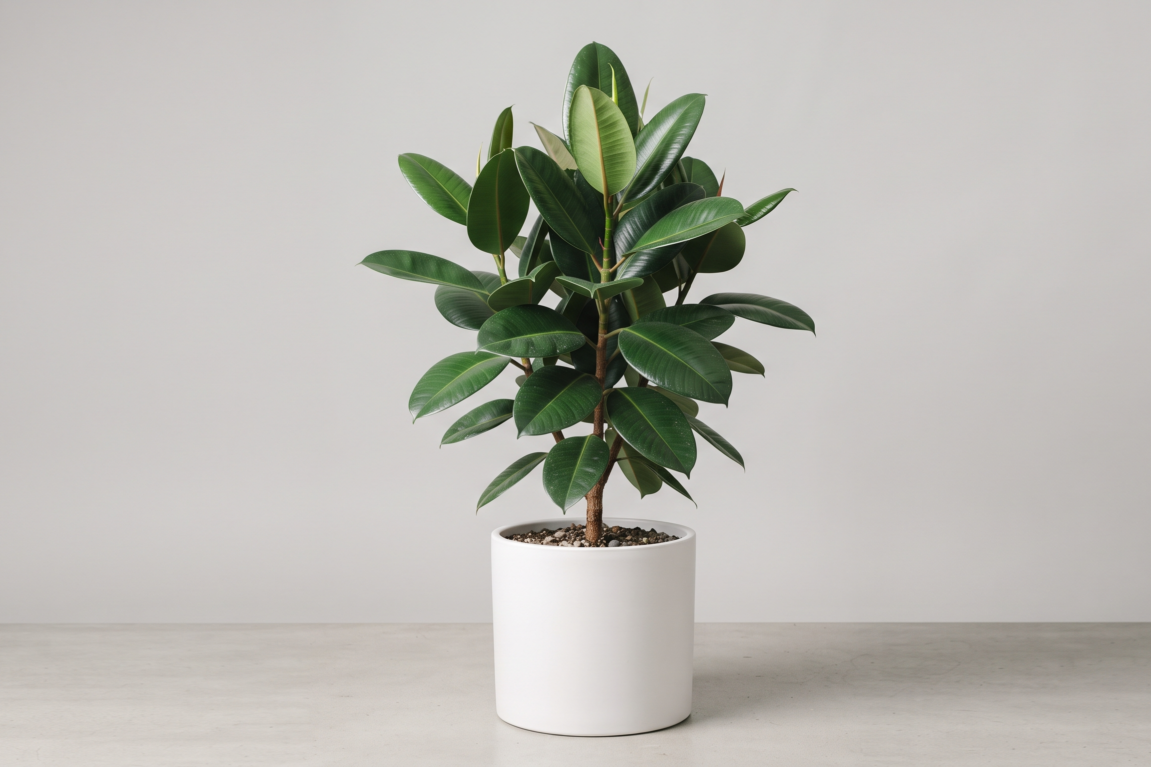 Rubber plant