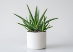 Aloe vera Succulent Plant