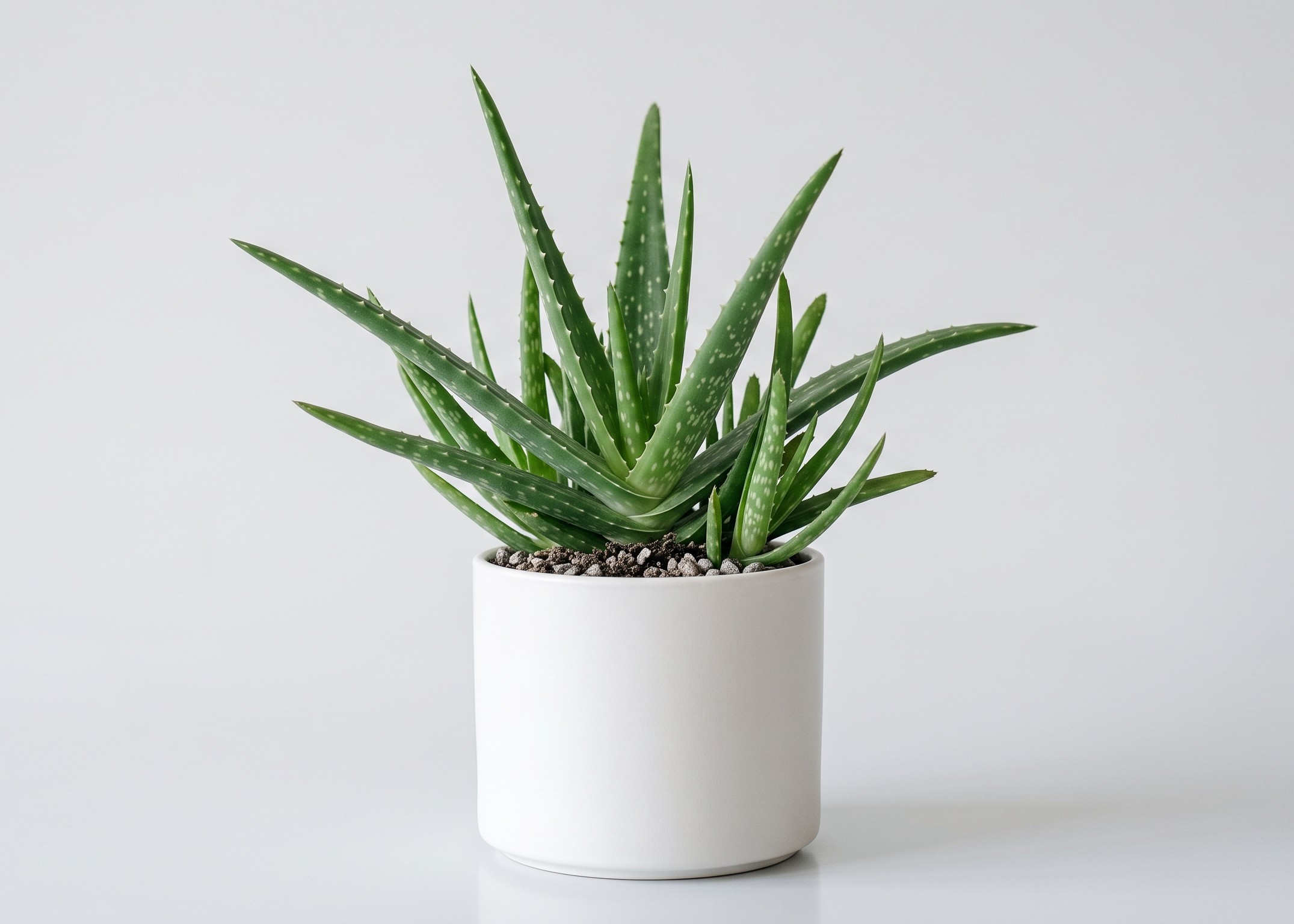 Aloe vera Succulent Plant