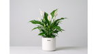 Peace Lily Plant