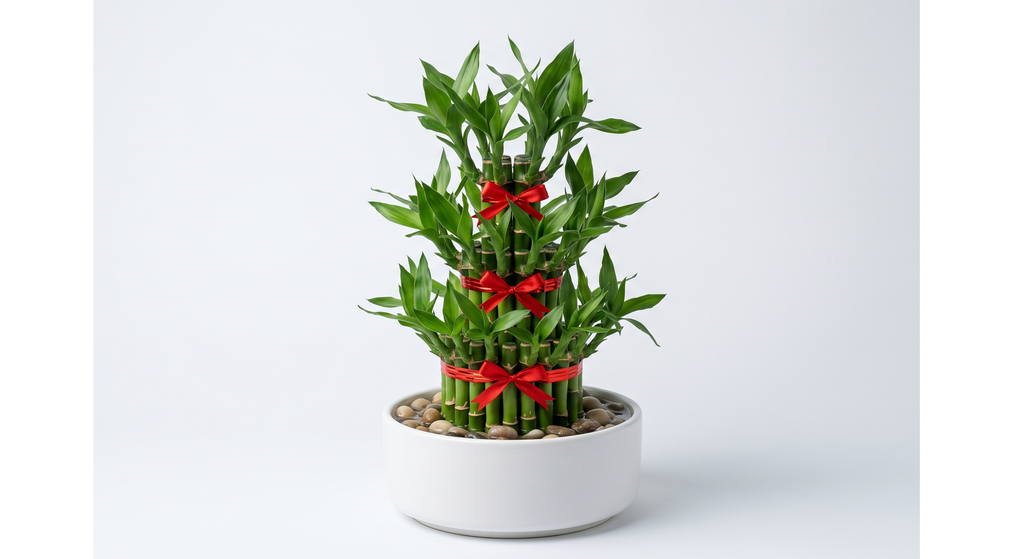 Lucky Bamboo Plant