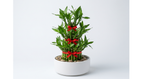Lucky Bamboo Plant