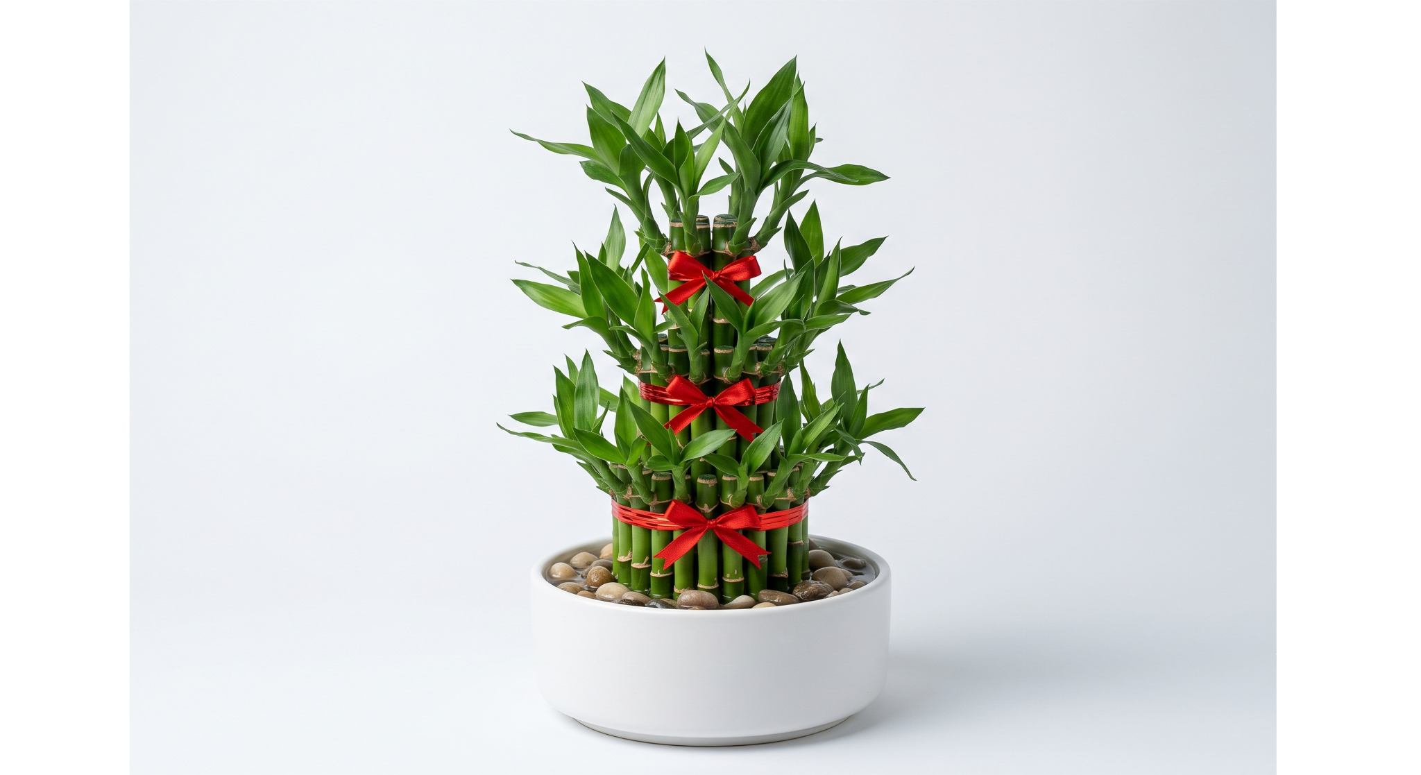 Lucky Bamboo Plant